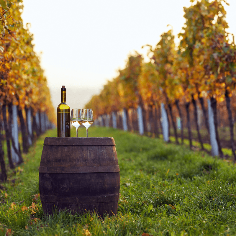 DÃ©gustation de vin dans un domaine viticole