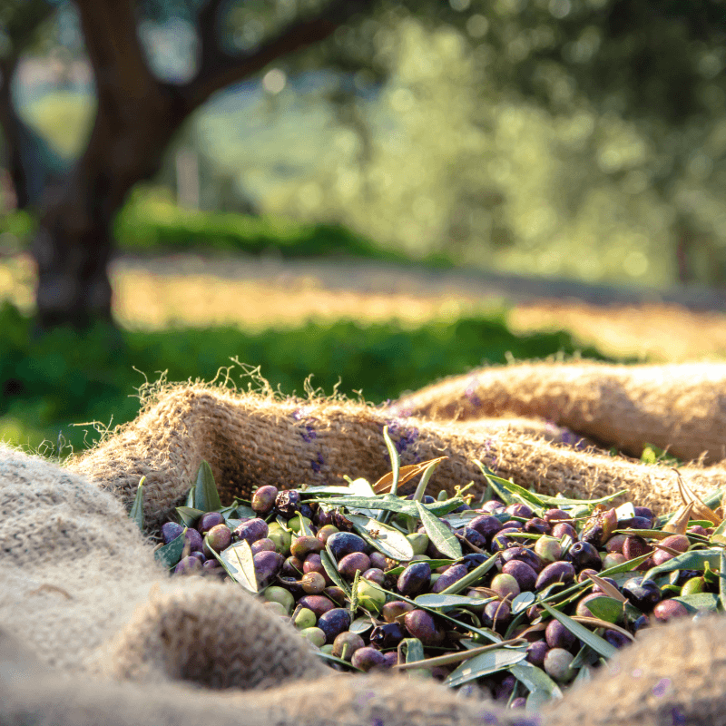 Un panier en osier avec des olives de Provence